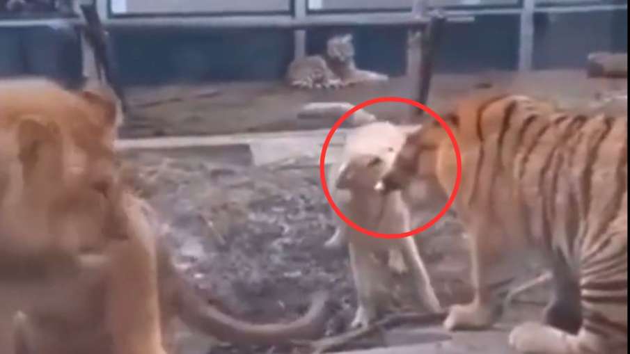 lion and tiger fight video- India TV Hindi