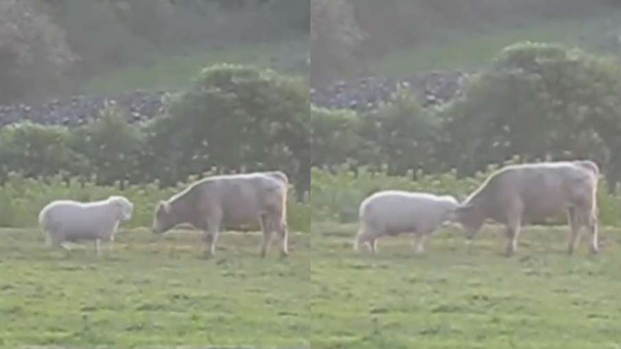 You would not have seen such a fight between sheep and bull, watch video