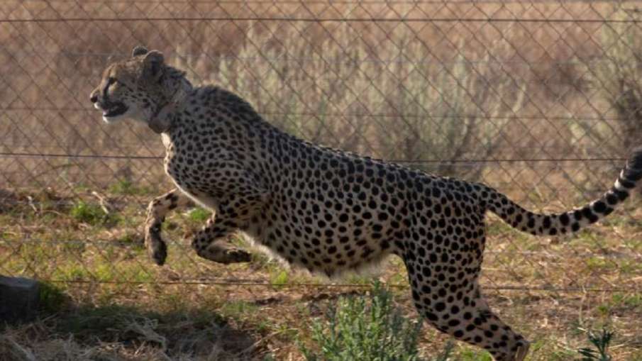 Cheetah Uday - India TV Hindi