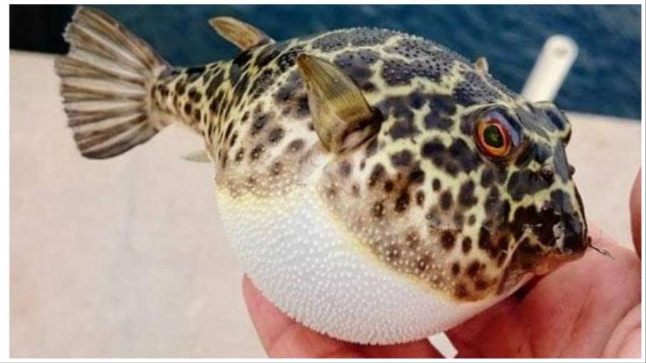 Pufferfish Poison malaysia news old couple died due to eat poisonous pufferfish - India TV Hindi