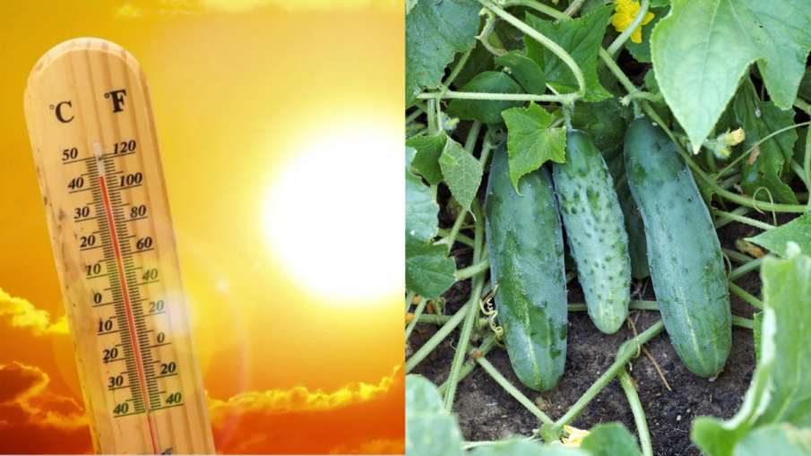 Heat wave alert eat cucumber - India TV Hindi