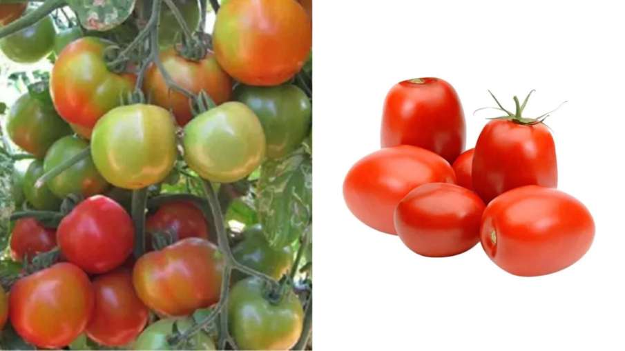 desi tomato vs hybrid tomato - India TV Hindi