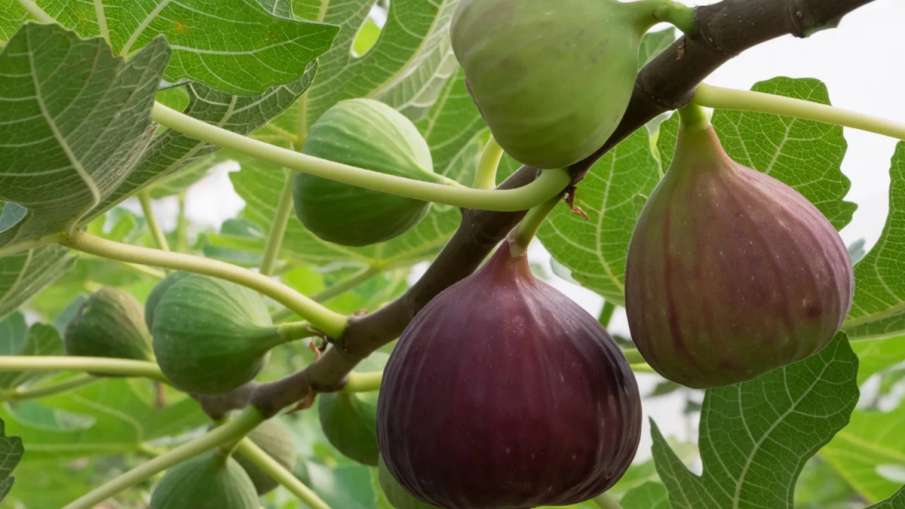 figs- India TV Hindi