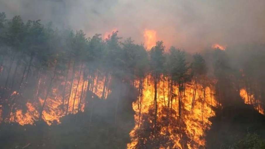 south korea, seoul, fire, wildfire- India TV Hindi