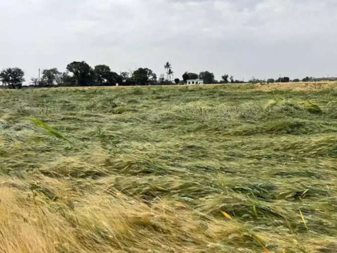 Wheat crop - India TV Paisa