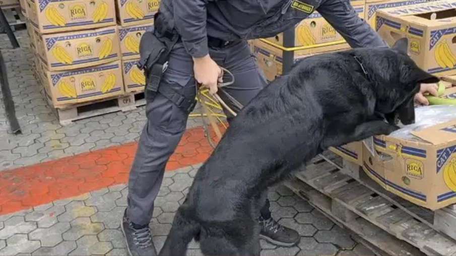 Police Dog Drugs, Police Dog Cocaine, Dog Cocaine, Banana Drugs Cocaine- India TV Hindi