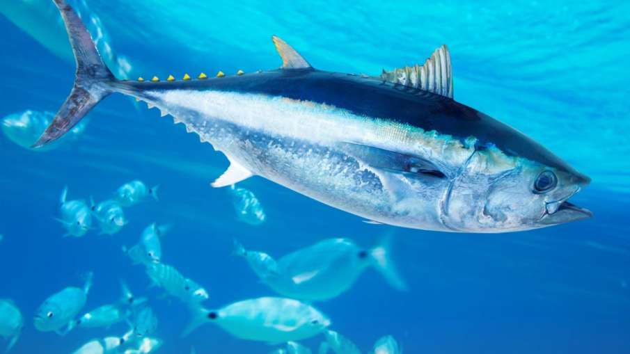 Atlantic Bluefin Tuna fish- India TV Hindi