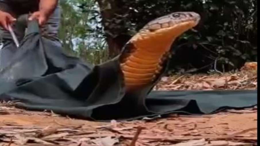 king cobra amazing video- India TV Hindi
