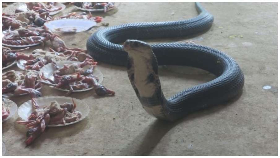  King Cobra Ka Video snake cobra attack on his master cobra viral scary video- India TV Hindi