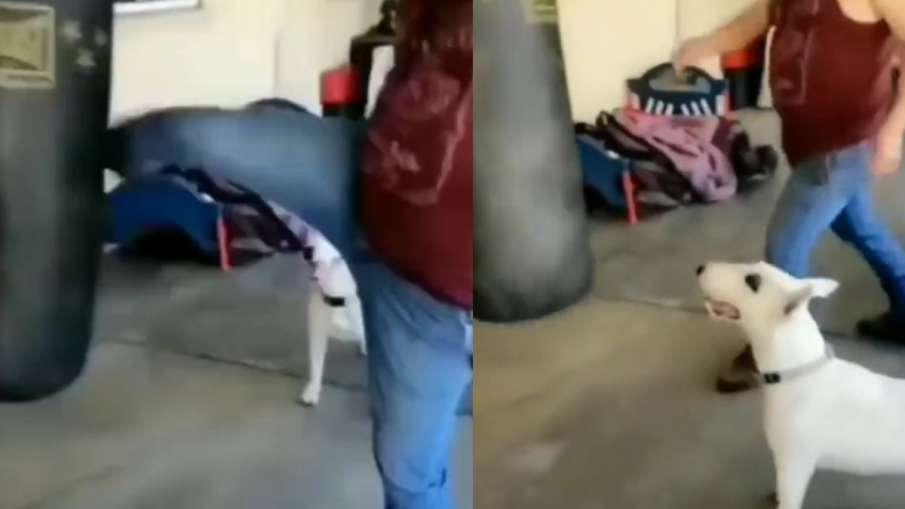 The man was practicing on the punching bag, then the dog did something like this..Video went viral - India TV Hindi