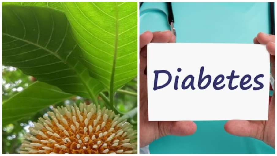 kadam good for diabetes- India TV Hindi