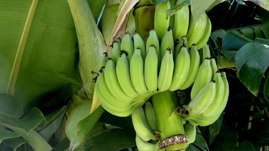     Raw Banana Vegetable Recipe - India TV Hindi