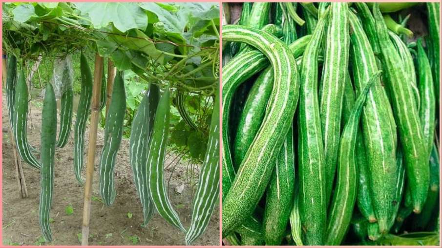 chichinda-snake-gourd