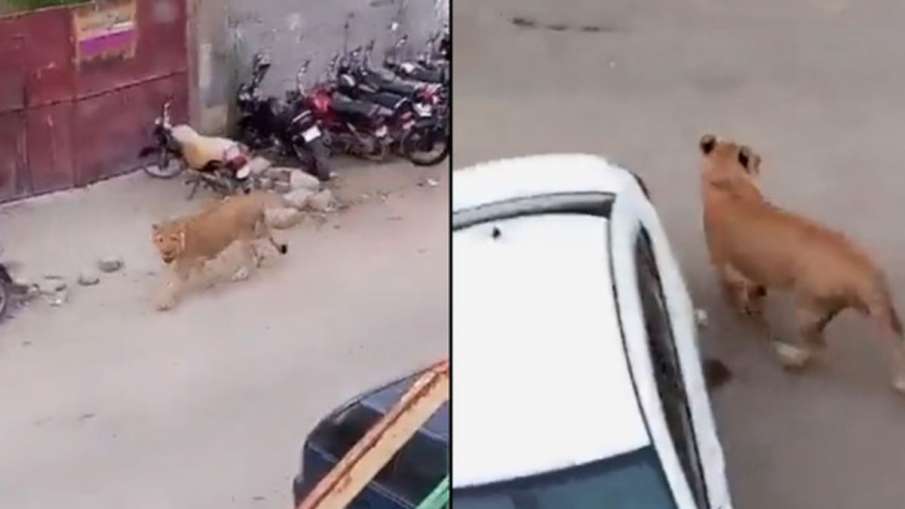 पाकिस्तान: कराची की सड़क पर दिनदहाड़े घूमता नजर आया शेर, लोगों में दहशत, देखें Video- India TV Hindi