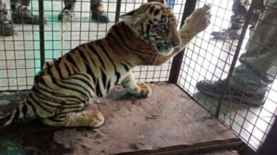 tiger cubs rescued - India TV Hindi