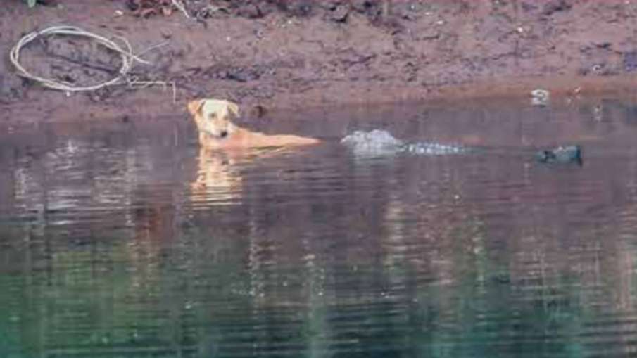 3 crocodiles saved the life of a dog stuck in the river, people were ...