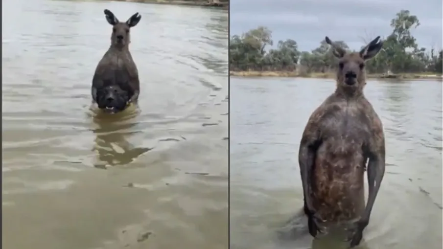 Video: Kangaroo drags dog into pond, then man shows bravery - Edules