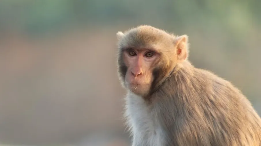 amroha Monkey- India TV Hindi