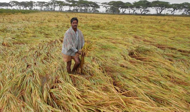 बेमौसम बारिश से 8 मरे, फसलें नष्ट - India TV Hindi