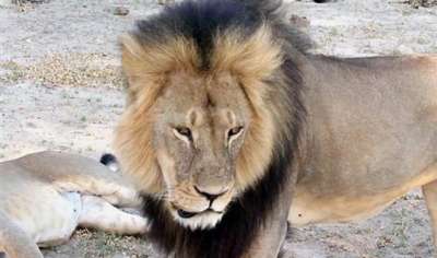 जिंबाब्वे में हुई एक शेर की मौत