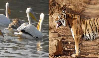 भारत की टॉप 10 प्राणी उद्यान देखिए