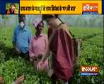 VIDEO: असम के चाय बागान में चाय की पत्तियां तोड़ती नजर आईं प्रियंका